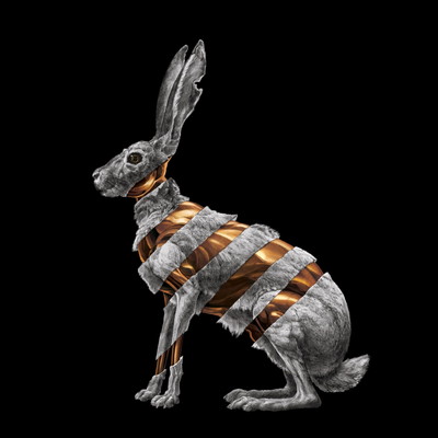 【中古】Jackrabbit|ブックサプライ
