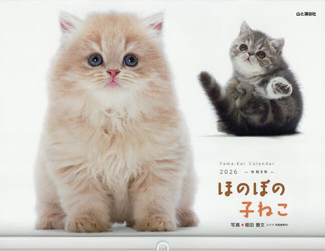 楽天市場】【ポイント10倍 & クーポン！】子猫のマンチカン 2026