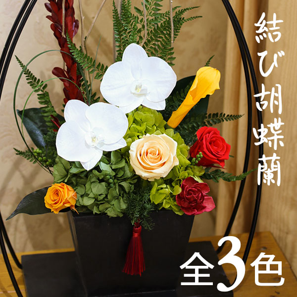 プリザーブドフラワー 花 父の日 胡蝶蘭 プレゼント ギフト 和風 大きい 結び胡蝶蘭 ブリザーブドフラワー ブリザードフラワー 古希 祝い 喜寿 定年 結婚式 お供え 即出荷 退職祝い 結婚祝い 米寿 傘寿 卒寿 白寿 誕生日