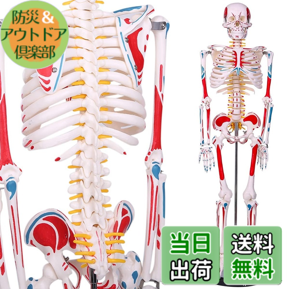 【貨物輸送無料】【自然科学治療法士締めくくる】人身枠組みひな型 高慥かさ1/2人身真似形 腕力起始／差し止める色書きあらわす型 85cM 照明ランプ付き添い人 教材 刀圭
