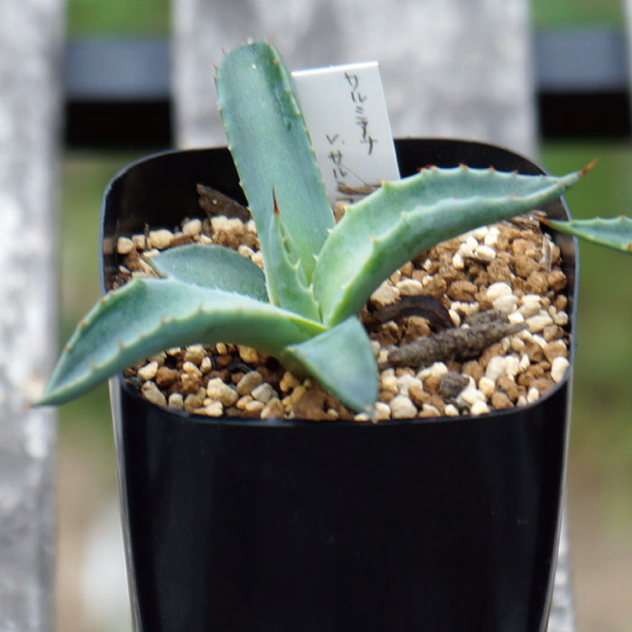 楽天市場 多肉植物 アガベ サルミアナ Agave Salmiana Ssp Salmiana Grassland グラスランド