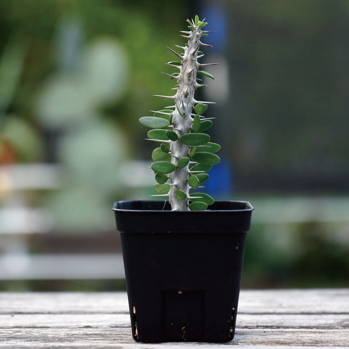 楽天市場 観葉植物 多肉植物 アローディア プロセラ 亜竜木 Alluaudia Procera マダガスカル 珍しい植物 インテリア おしゃれ 人気 楽天 男前 ギフト プレゼント Grassland グラスランド