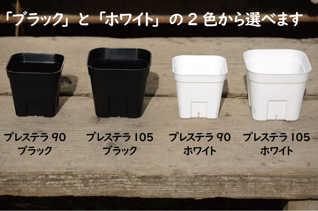 SALE プレステラ105 800個セット 3号 プラ鉢 プラスチック鉢 鉢 実生 育苗 多肉植物 サボテン 用 fucoa.cl