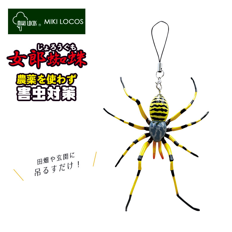 毒蜘蛛 カバキコマチグモ - Wikipedia