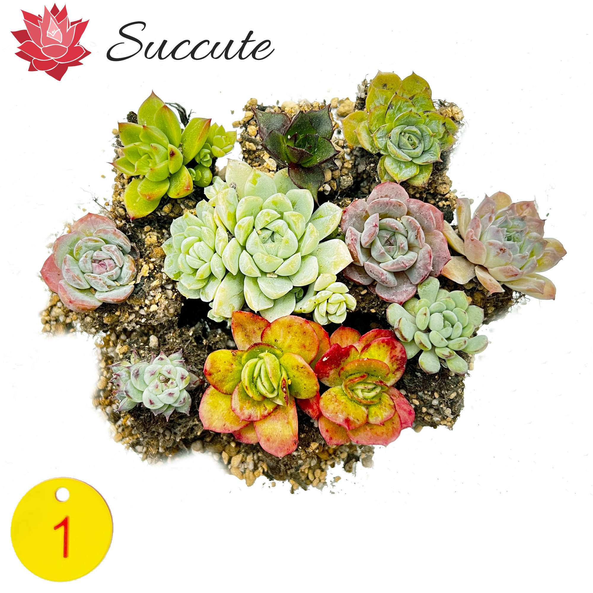 楽天市場】Succute エケベリア 韓国産 多肉植物 寄せ植え 群生 ヘイル