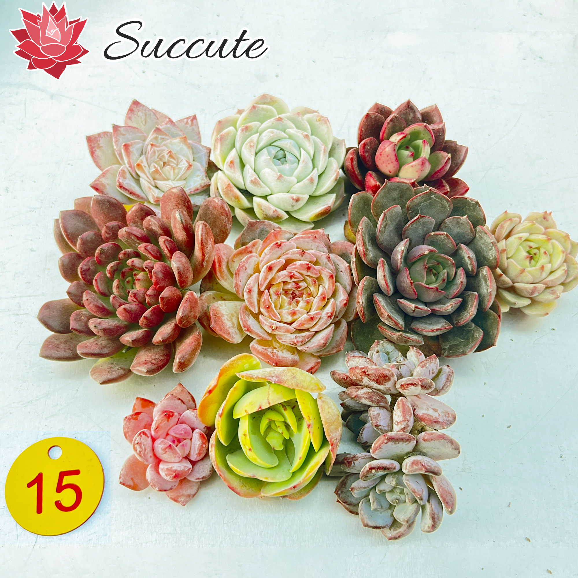 楽天市場】Succute 多肉植物 エケベリア 韓国産 寄せ植え 【レア種