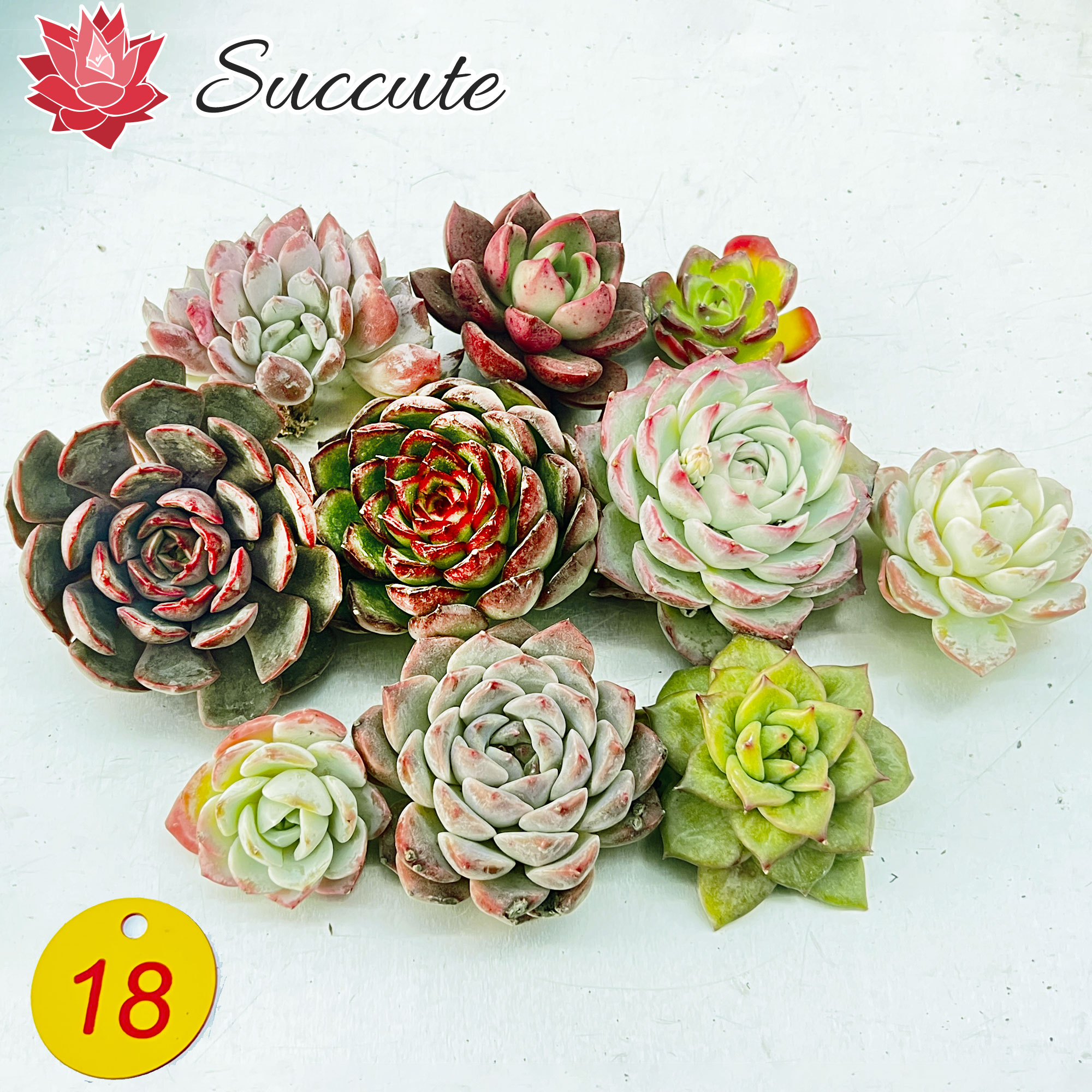 多肉植物　韓国苗　レッドマディバ　発根済み 2026年最新】レッドマディバの人気アイテム - メルカリ