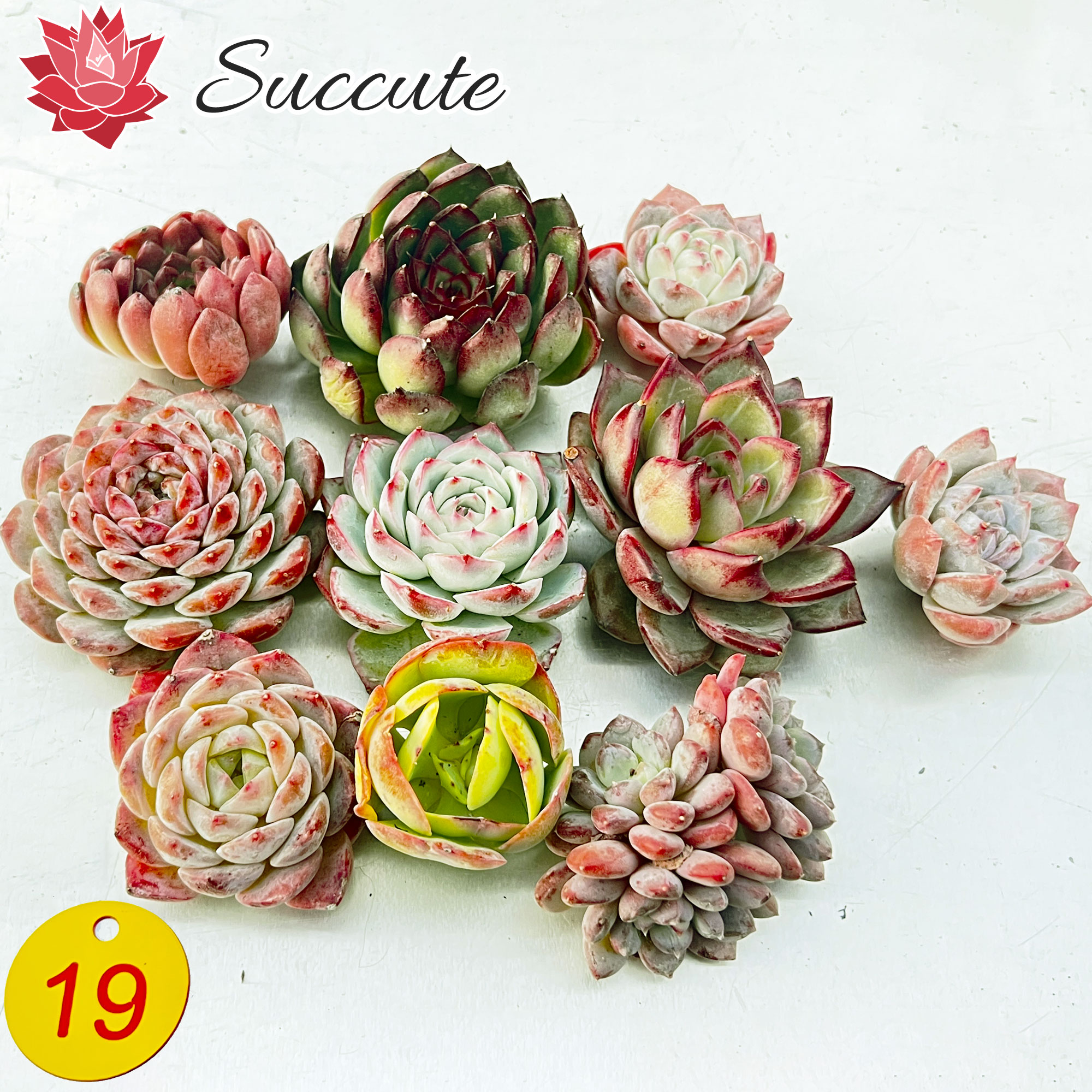 楽天市場】Succute 多肉植物 エケベリア 韓国産 寄せ植え 【レア種