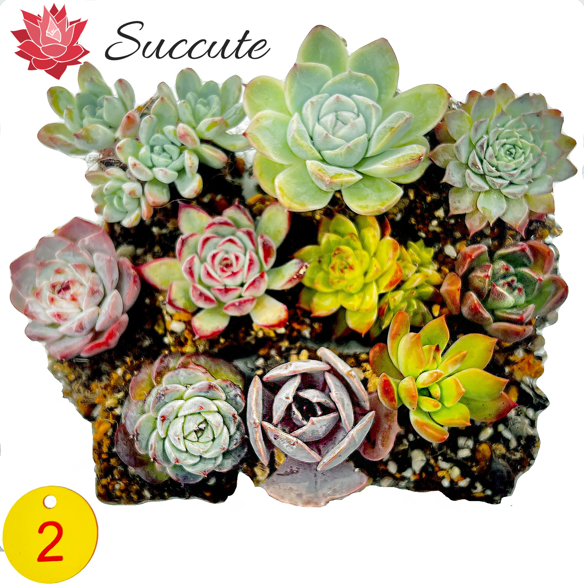 ✨ローズアイスプラム✨ ランダム配送 カット苗 寄せ植え 多肉植物 ✨ローズアイスプラム✨ ランダム配送 カット苗 寄せ植え 多肉植物