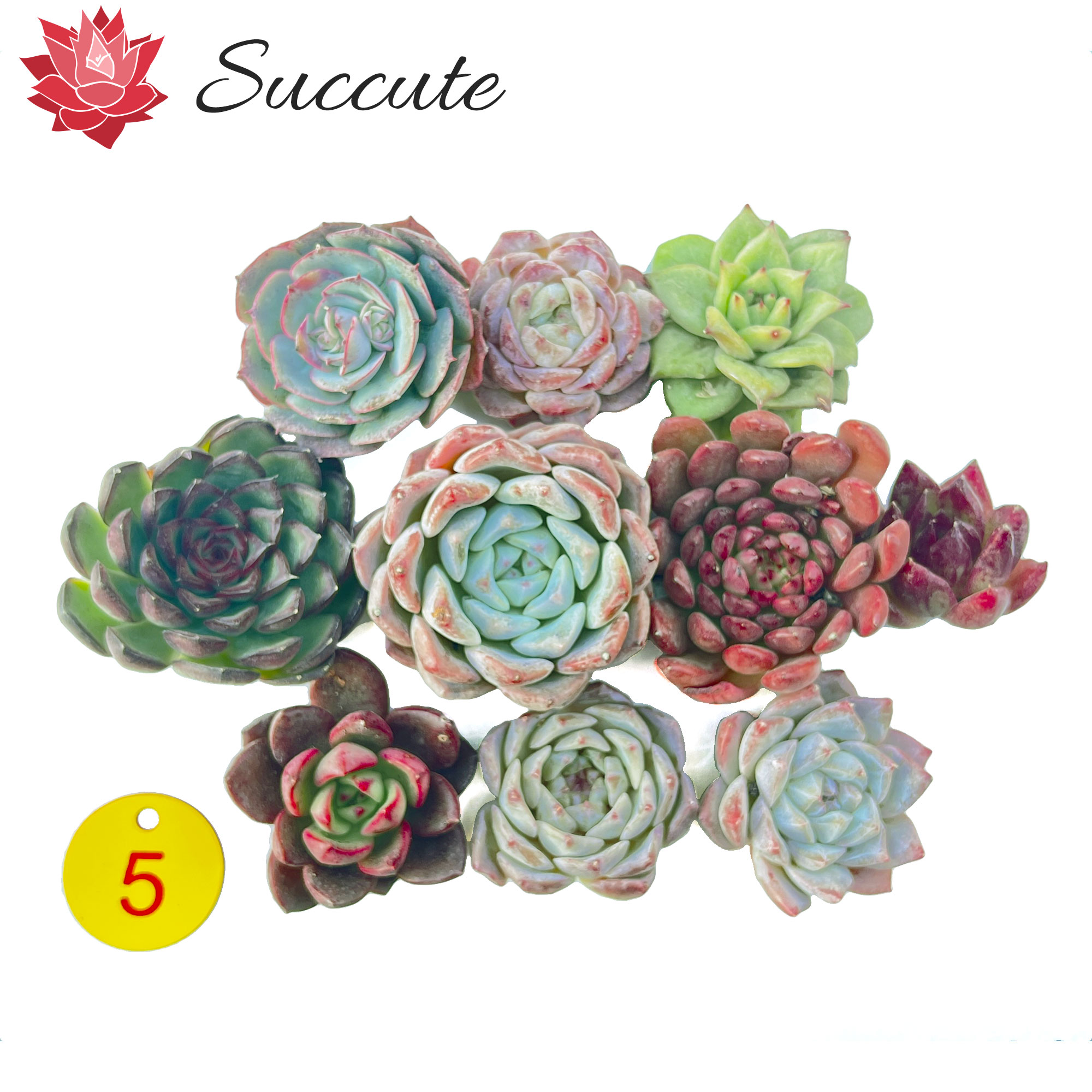 多肉植物 韓国苗 レッドマディバ 発根済み d3614ad7d90054a46195d1d9c40aef