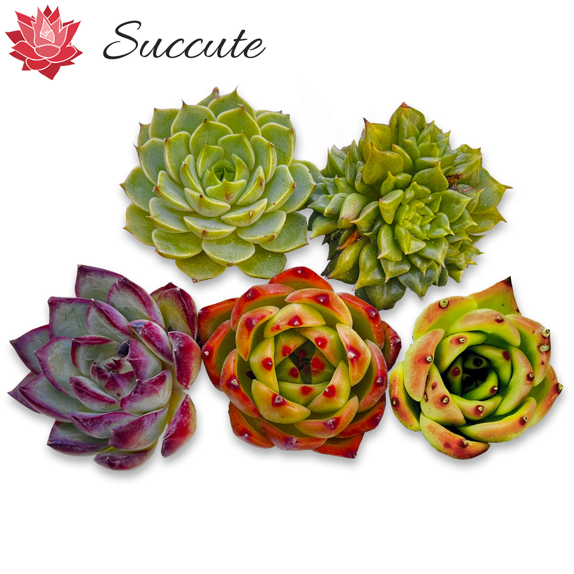 楽天市場】【Succute】多肉植物 寄せ植え 韓国産 エケベリア 苗 【発根