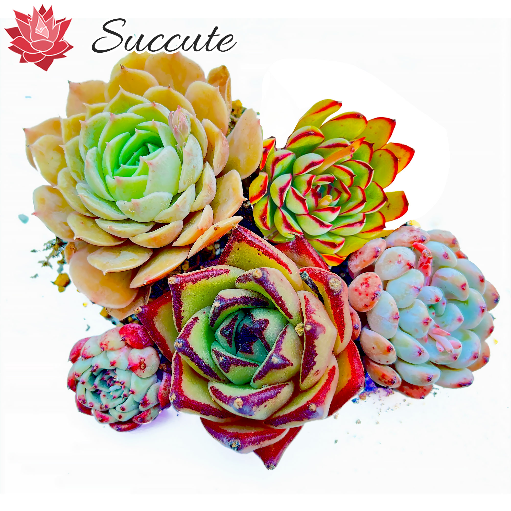 楽天市場】【Succute】多肉植物 寄せ植え 韓国産 エケベリア 苗 【発根