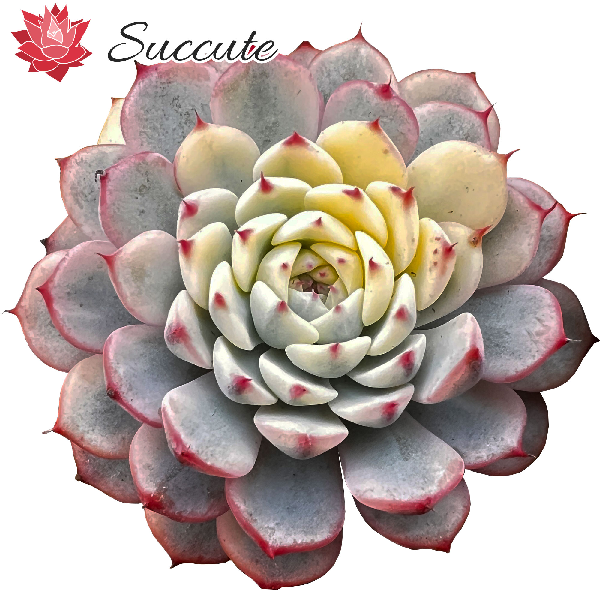 楽天市場】【Succute】多肉植物 寄せ植え 韓国産 エケベリア 苗 【発根