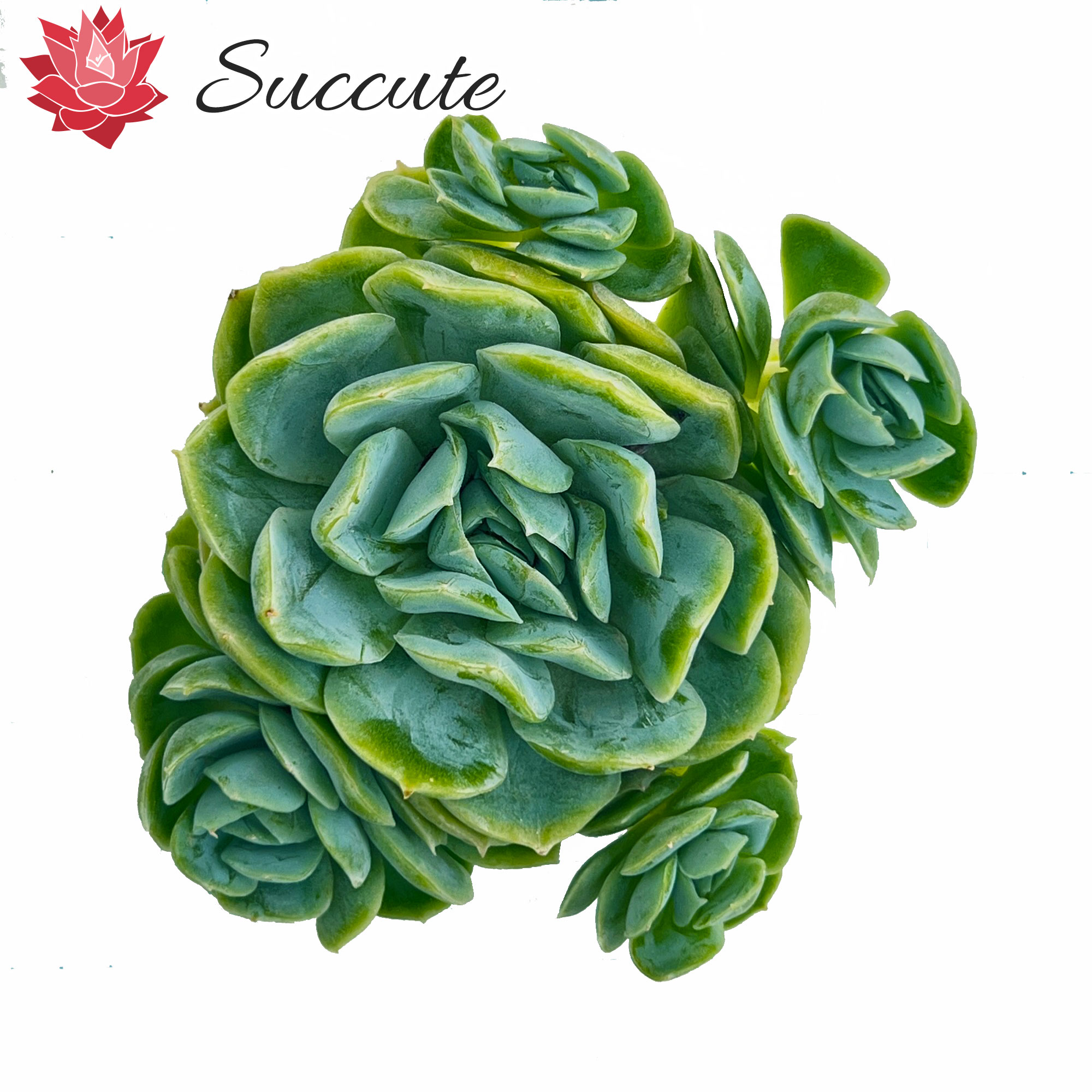 楽天市場】【Succute】多肉植物 寄せ植え 韓国産 エケベリア 苗 【発根