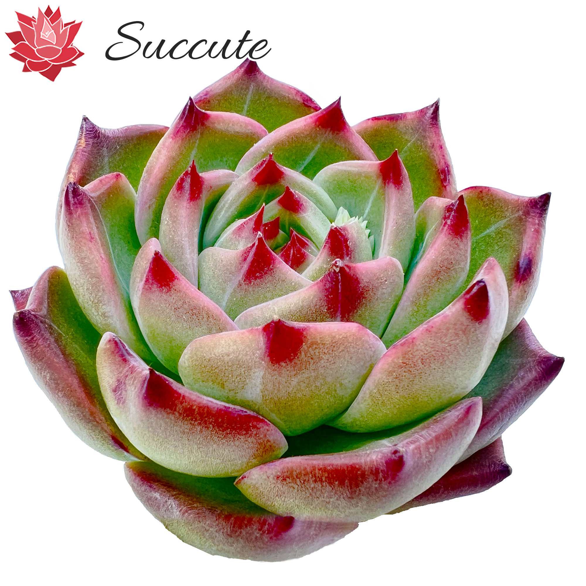 楽天市場】【Succute】エケベリア 韓国カット苗（発根済み抜き苗