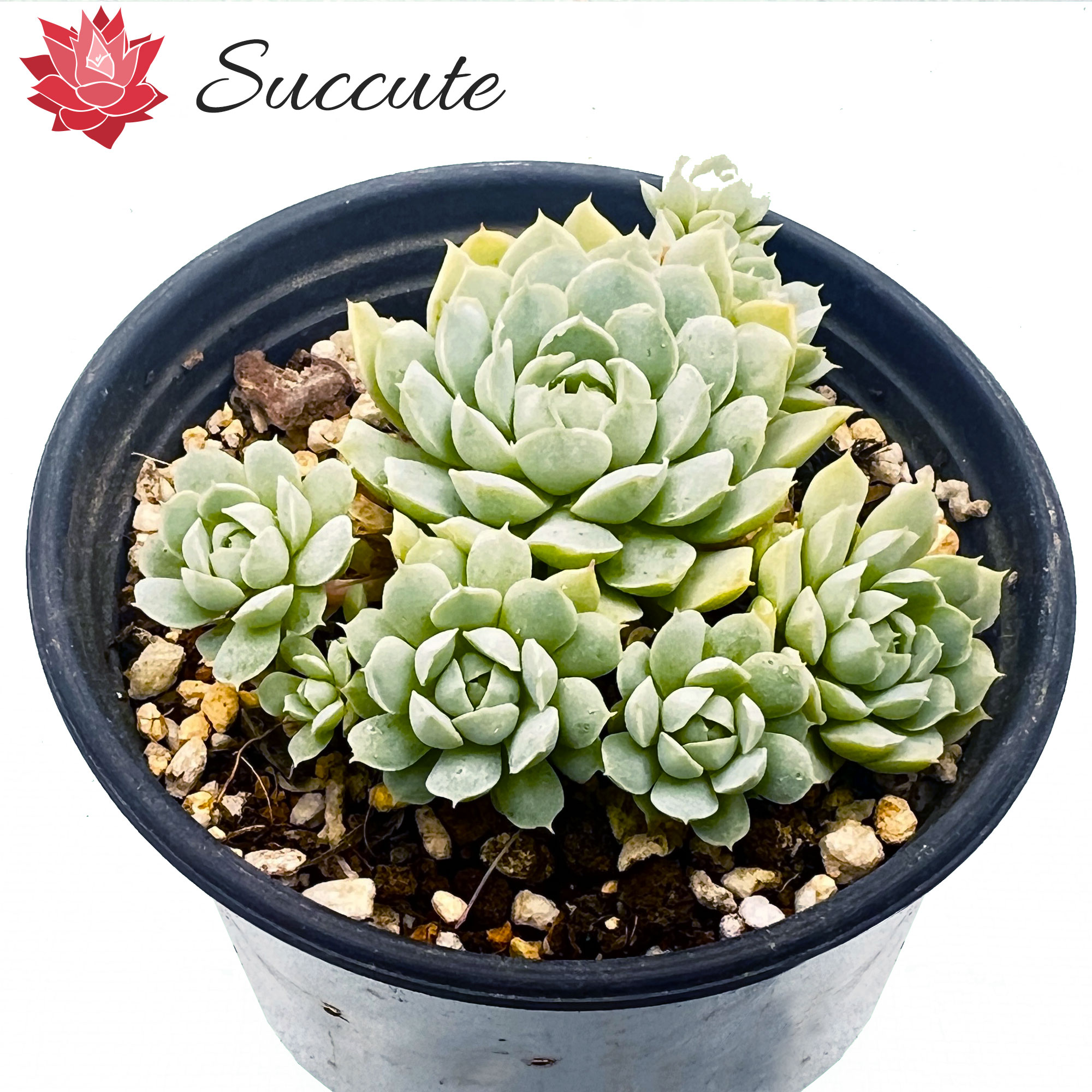 楽天市場】多肉植物 苗 ビジュー ハイブリッド パクさん苗 韓国苗