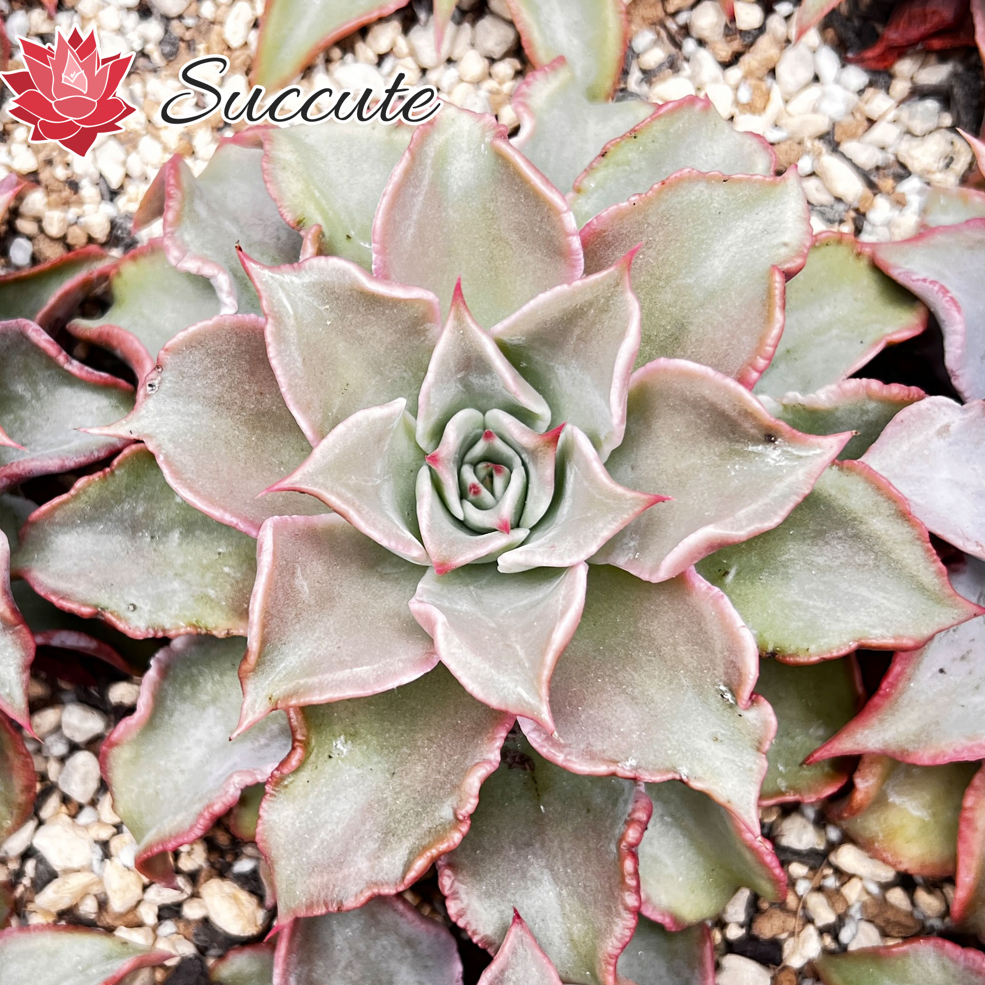 多肉植物 韓国苗 エケベリア チュプス チュプス – 多肉植物の通販・販売サイト tawawa