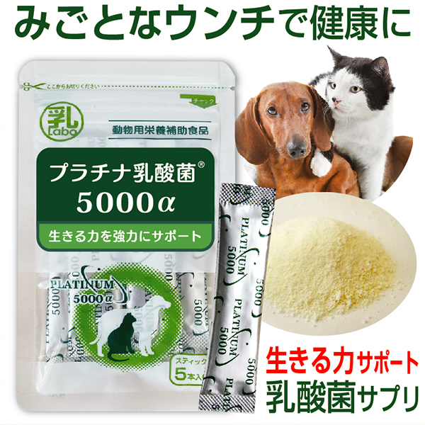 楽天市場 ペットサプリ 犬 猫 プラチナ乳酸菌 5000a 1g 5包入 動物用サプリメント 乳酸菌ラボ