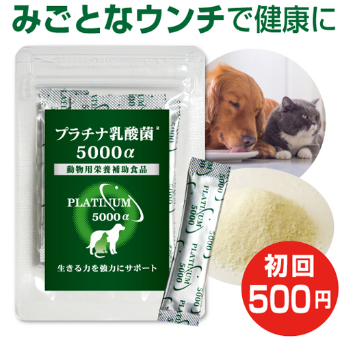 楽天市場 乳酸菌 ペット 健康 免活 サプリ プラチナ乳酸菌5000a 初回お試し500円 ご家族様2コまで 動物用サプリメント 栄養補助食品 ペットのサプリ 乳酸菌 犬 乳酸菌 猫 乳酸菌 ペット用 犬用 猫用 ドッグ用 キャット用 乳酸菌ラボ