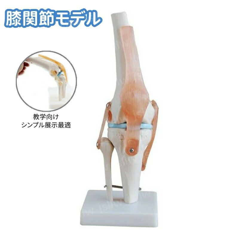 膝 模型 筋肉 骨 関節人体模型 10006798.jpg