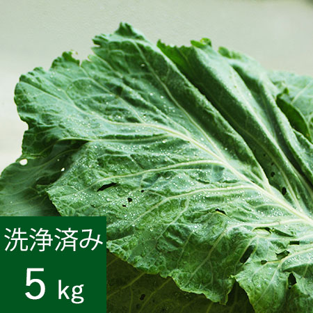 [特別栽培] ケール生葉(洗浄済み) 　5kg　【直送商品のためケール生葉以外の商品と同時購入不可】　送料無料 秀品 A品 ケール 国産 生 葉 青汁 スムージー サラダ ジュース ケールチップ おすすめ
