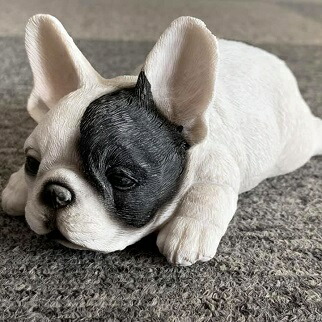 楽天市場 うちぶせパピー パイド フレンチブルドッグ フレンチブル Frenchbulldog Buhheeees