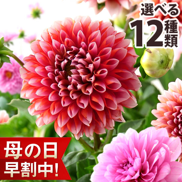 楽天市場 4 25 23時59分まで早割実施中 母の日 プレゼント ギフト 花 鉢植え ダリア バラ カランコエ カリブラコア 寄せ鉢 関東送料無料 メッセージカード付き イベントギフトe 21 Bunbun Bee ｂｕｎｂｕｎ ｂｅｅ