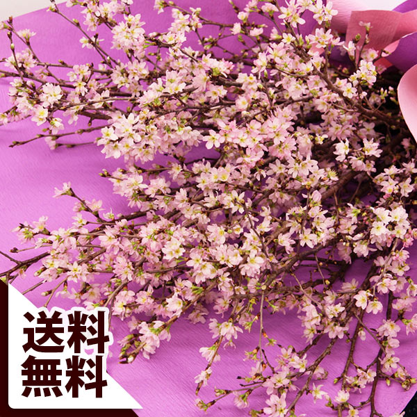楽天市場 大きな桜花束 21陽春の宴 桜 春の花 花束 女性 誕生日プレゼント フラワー 花 生花 歓迎 退職 誕生日 結婚記念日 祝い 送別 出産祝 開店 ライブ 開店祝 送料無料 ｂｕｎｂｕｎ ｂｅｅ