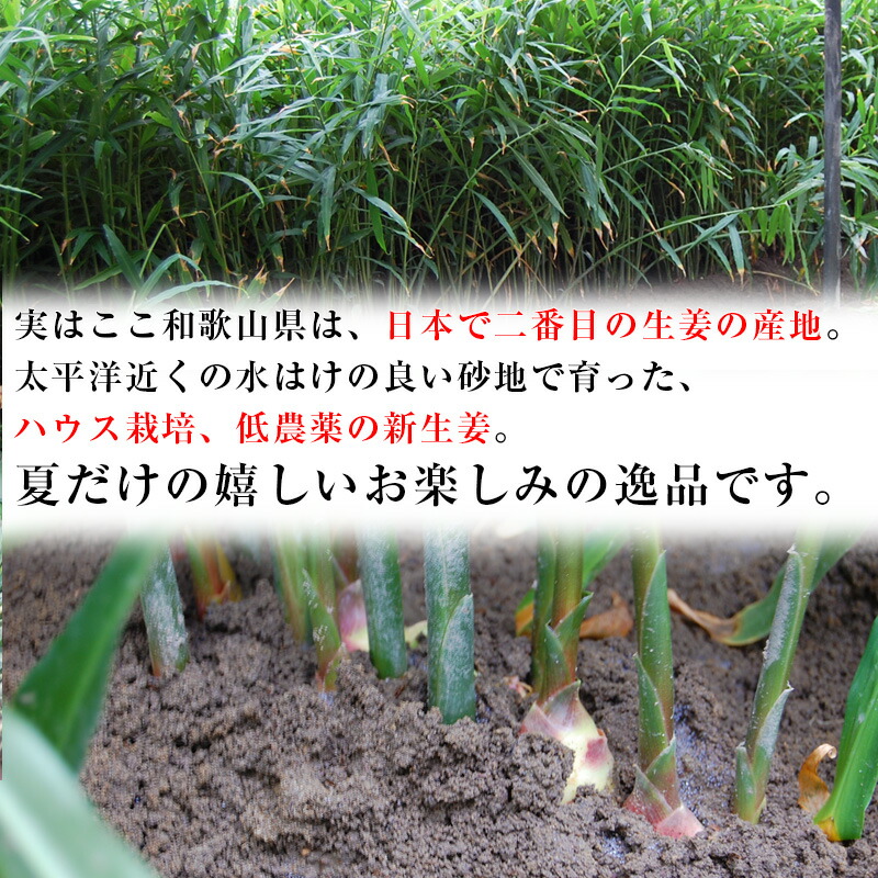 2017ご予約開始!新生姜(和歌山県産)約1kg入<朝採れ新鮮!安心の国産新生姜>砂地のハウスで低農薬栽培される大変瑞々しく、香り高く爽やかな辛味が特徴の新しょうがです!