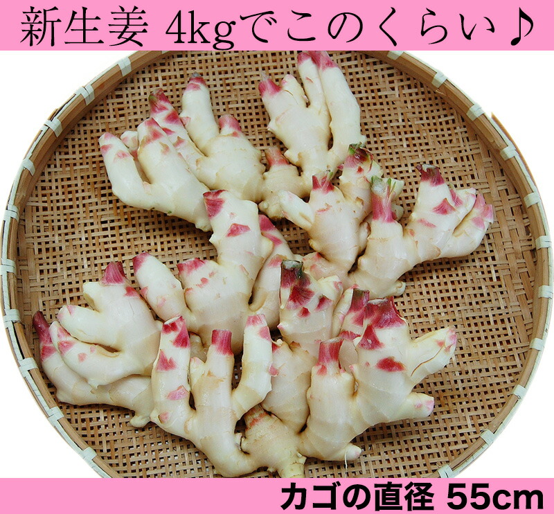 2017ご予約開始!新生姜(和歌山県産)約1kg入<朝採れ新鮮!安心の国産新生姜>砂地のハウスで低農薬栽培される大変瑞々しく、香り高く爽やかな辛味が特徴の新しょうがです!
