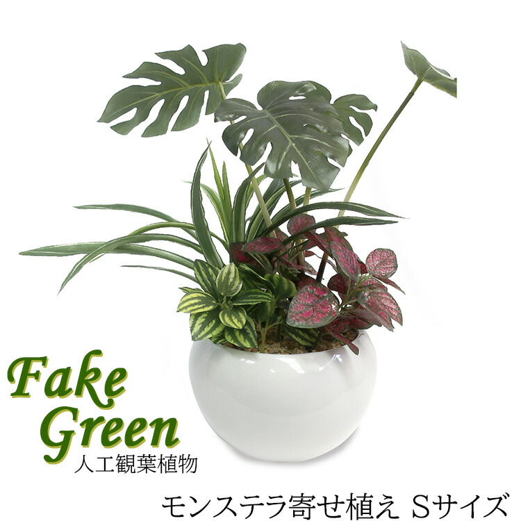 楽天市場 ササガワ 人工観葉植物 モンステラ 寄せ植え Sサイズ 32 8708 光触媒 消臭 防菌 抗菌 防汚 マイナスイオンシャワー ホルムアルデヒド低減 オフィス 美容室 クリニック ホテル 飲食店 モデルルーム ショールーム 自宅 卓上 文具のワンダーランド キムラヤ
