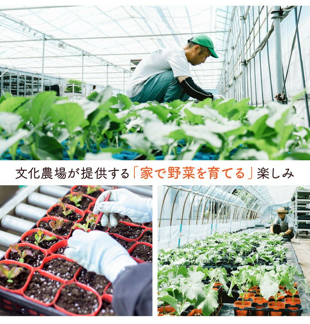 家庭菜園用培土文化の土家庭菜園土培養土培土初心者元肥入りはじめての家庭菜園キッチンガーデン土壌改良土づくり
