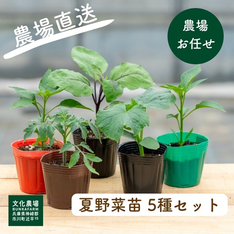 1980円 正規取扱店 家庭菜園用培土文化の土家庭菜園 土 培養土 培土 初心者 元肥入り はじめての家庭菜園 キッチンガーデン 土壌改良 土づくり