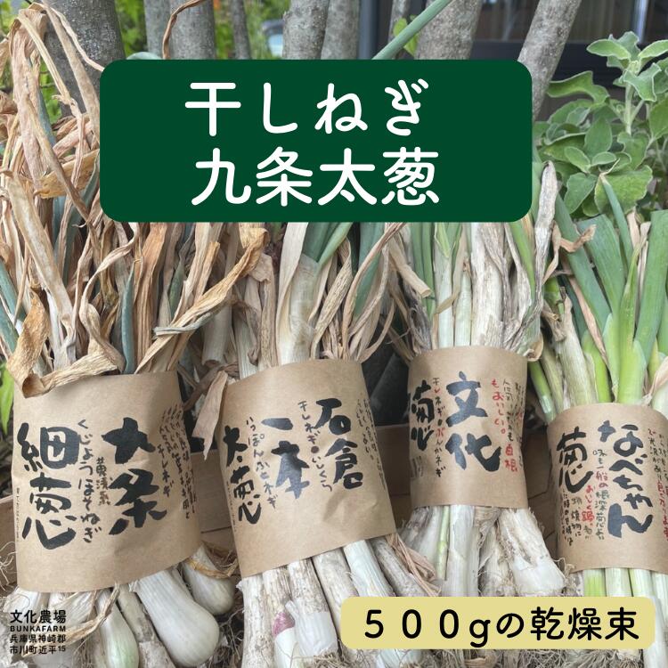 楽天市場】九条ネギ苗 干し葱 700g 約20株分 8〜9月植え野菜 9