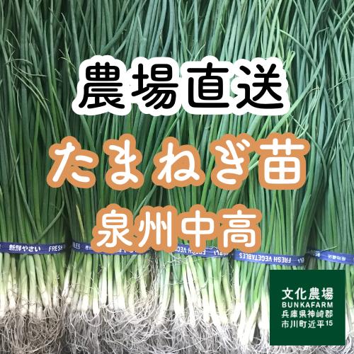 コタロウ　ネオアース玉ねぎ苗　4000本 楽天市場】たまねぎ苗ネオアース50本から500本玉葱苗,ネオアース,家庭
