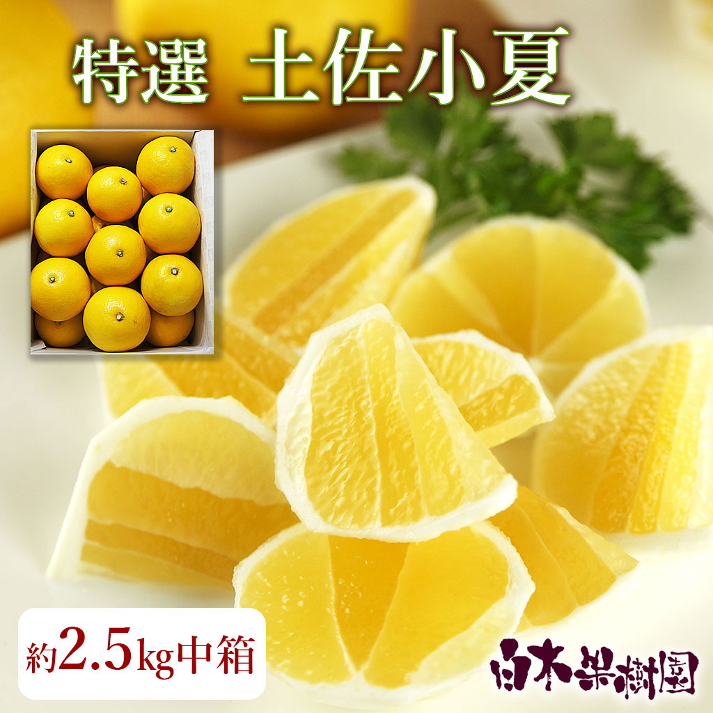 特選土佐小夏 Ｌ～Ｓ玉化粧箱　約3kg【贈答用 ギフト  高知 特産 土産 フルーツ 日向夏 ニューサマーオレンジ】