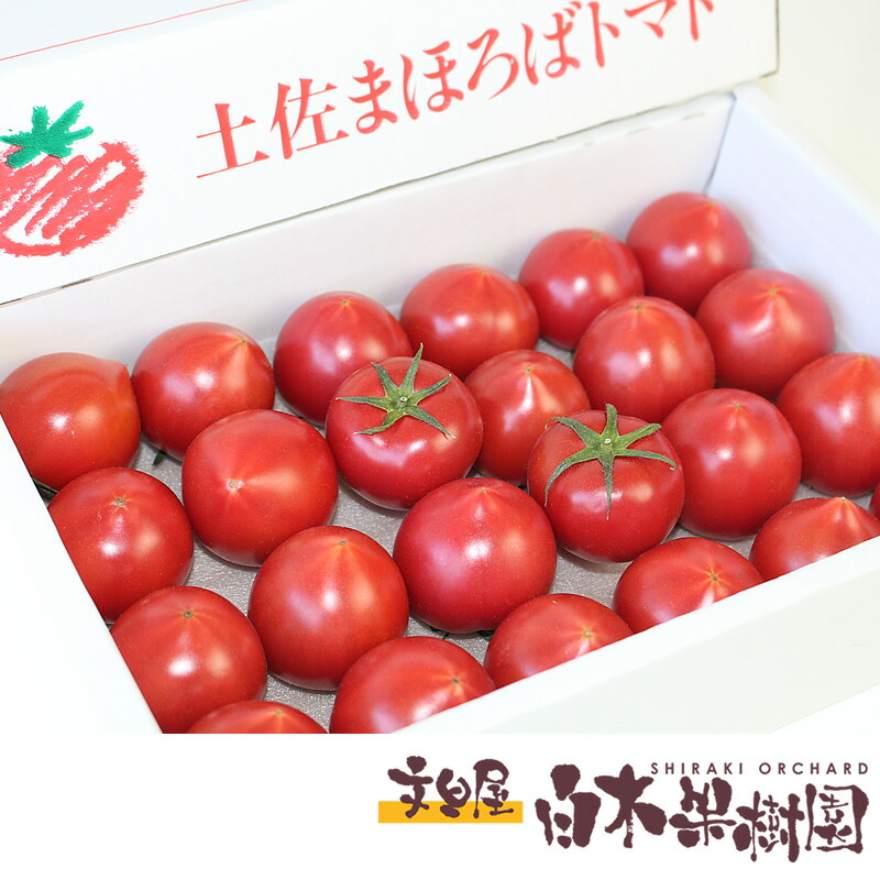 ＼LINE新規登録で200円OFFクーポン／高知県産土佐まほろばトマト　約1.3kg　濃厚で旨味のあるフルーツトマト【高知県産】【フルーツトマト】