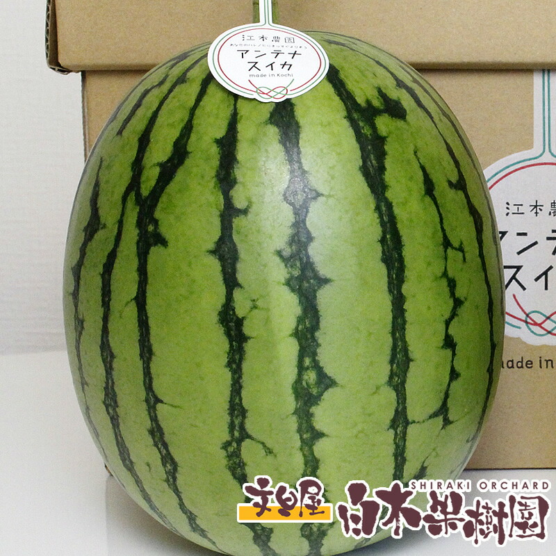 楽天市場】ほぼ種なし西瓜通販ブラックジャックスイカ の販売。皮が