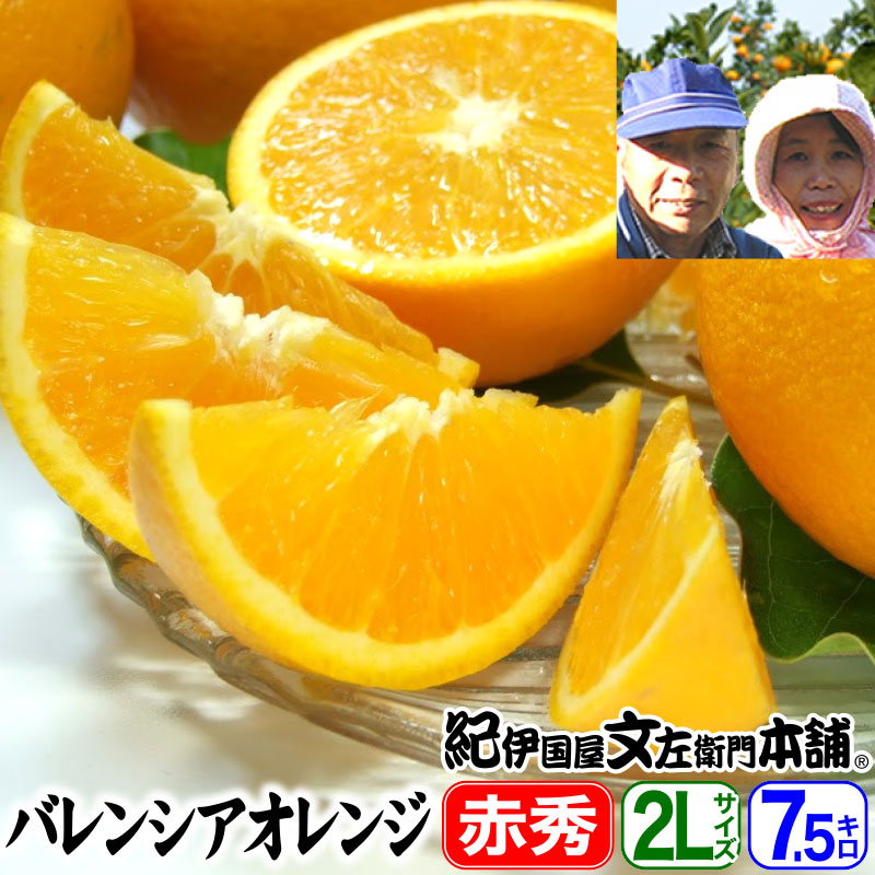 【予約販売】武内さんちのバレンシアオレンジギフト用【秀】選別　２Ｌサイズ７．５ｋｇ【送料無料】有田郡吉備町奥(おき)地区から
