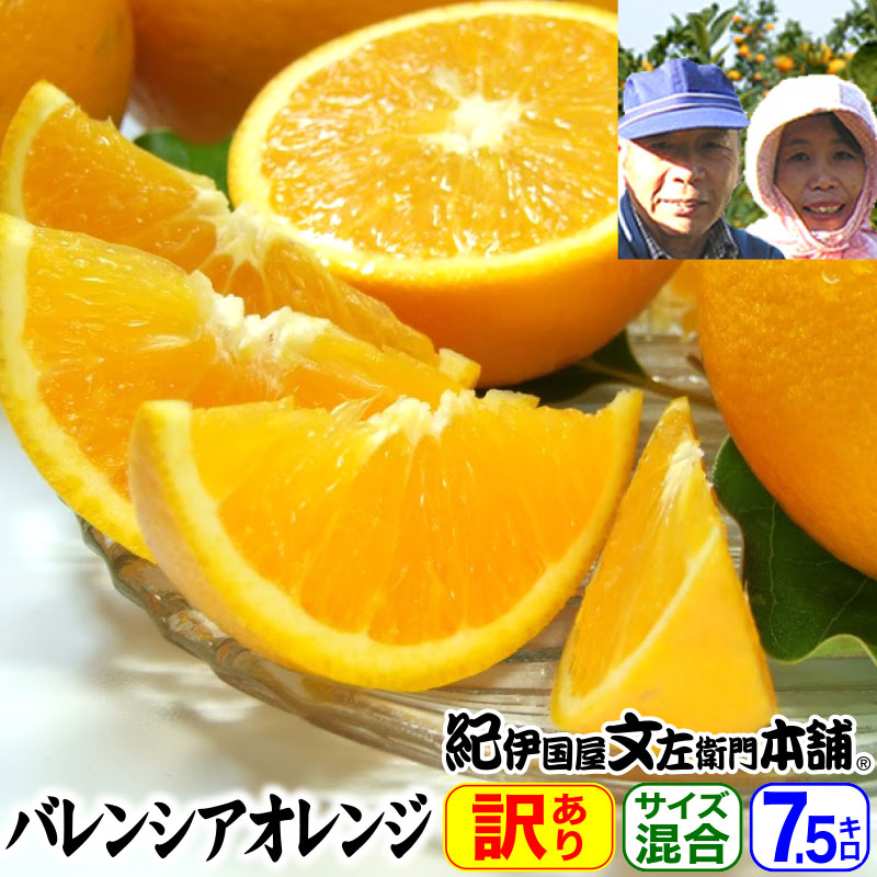 【予約販売】武内さんちのバレンシアオレンジご家庭用選別【送料無料】サイズ混合7.5kg 約37～48玉前後 有田郡有田川町吉備町奥(おき)地区から