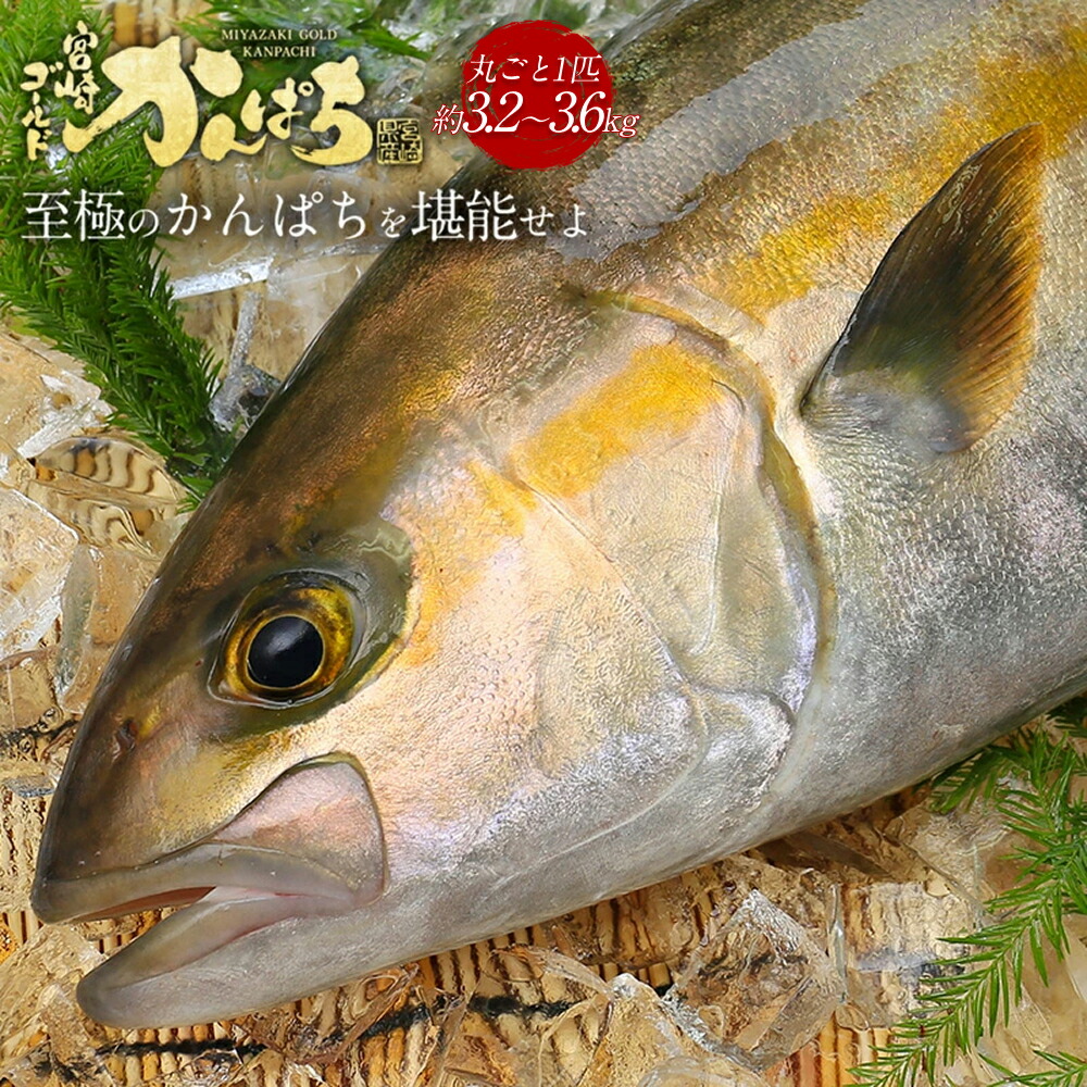 【楽天市場】宮崎 ゴールド かんぱち 丸ごと 1尾(約3.2kg-3.6kg) 送料無料 カンパチ 間八 勘八 2026 ギフト プレゼント お返し 贈答品 お取り寄せ グルメ 極上 産地直送 真空パック 冷蔵 冷凍 獲れたて 柵 さく 贅沢 つまみ アテ 魚 海鮮 魚介 養殖:鰤屋金太郎