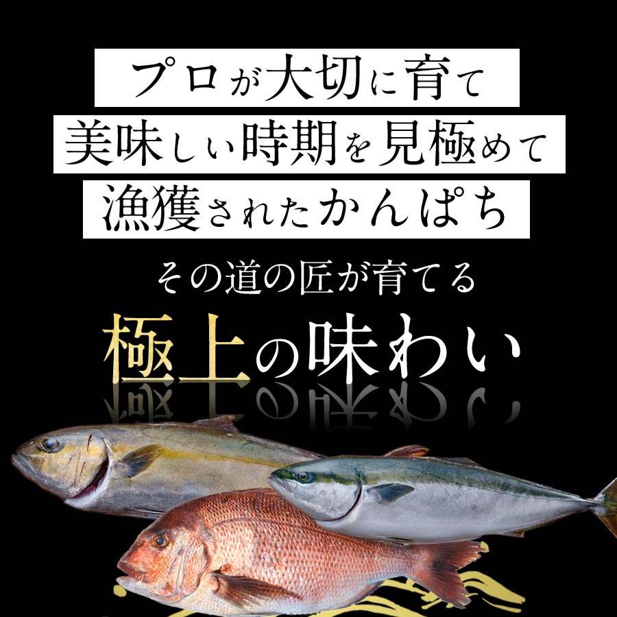 敬老の日 ギフト プレゼント 匠が育てた極上の真鯛 ぶり カンパチ3種セット 刺身 各種900g 3種で2 700g 刺身はもちろんのこと 塩焼き しゃぶしゃぶ ソテー 握り等数々の料理におすすめです Mavipconstrutora Com Br