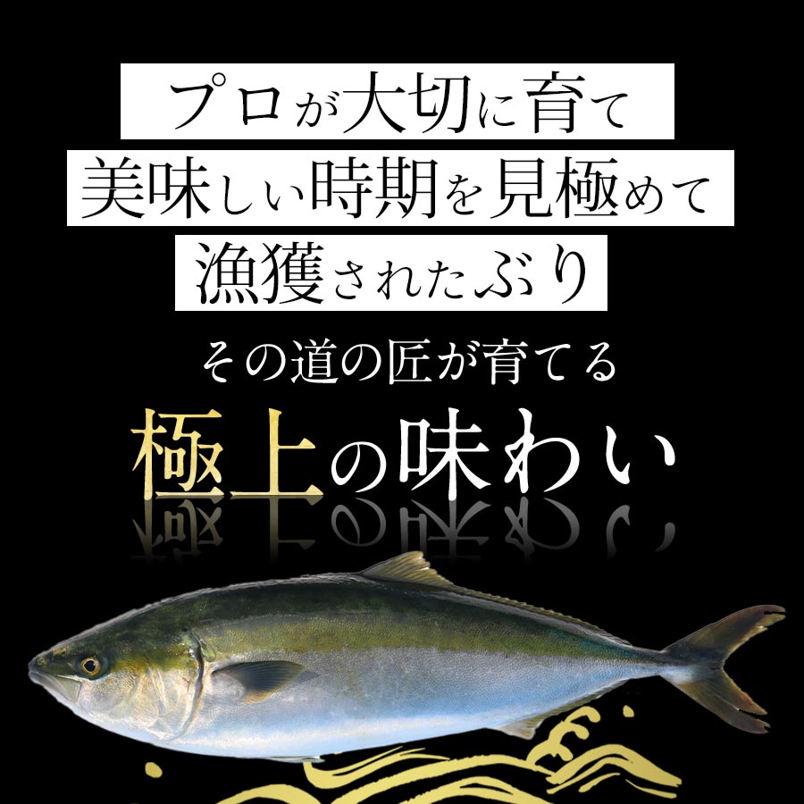 匠が育てた極上のブリ 鰤 刺身 1000g（1kg） 刺身はもちろんのこと、照り焼き、ぶり大根、ぶりしゃぶなど数々の料理におすすめです。