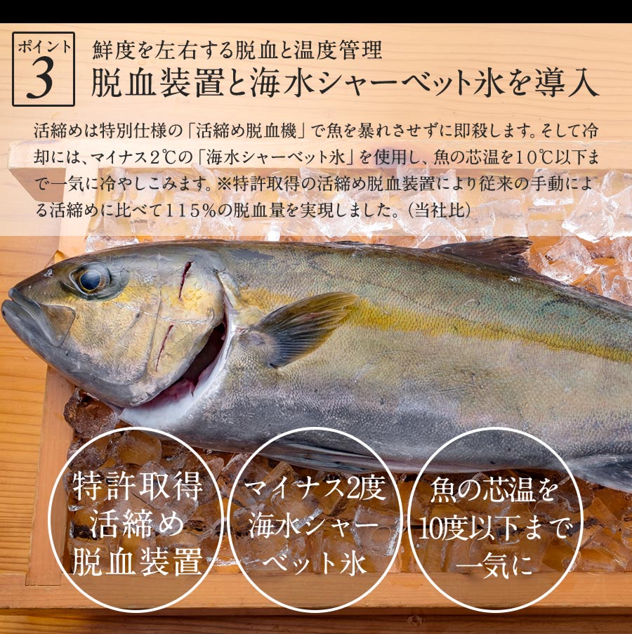 代引不可 楽天市場 匠が育てた極上のカンパチ かんぱち 間八 勘八 刺身 1500g 刺身はもちろんのこと 塩焼き しゃぶしゃぶ ソテー 握り等数々の 料理におすすめです 鰤屋金太郎 輝く高品質な Lexusoman Com