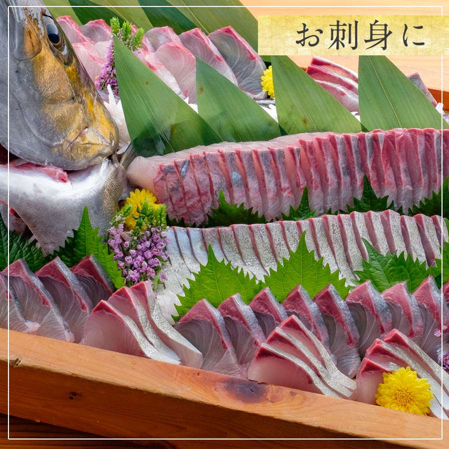 匠が育てた極上のカンパチ かんぱち 間八 1000g 刺身 勘八 刺身はもちろんのこと