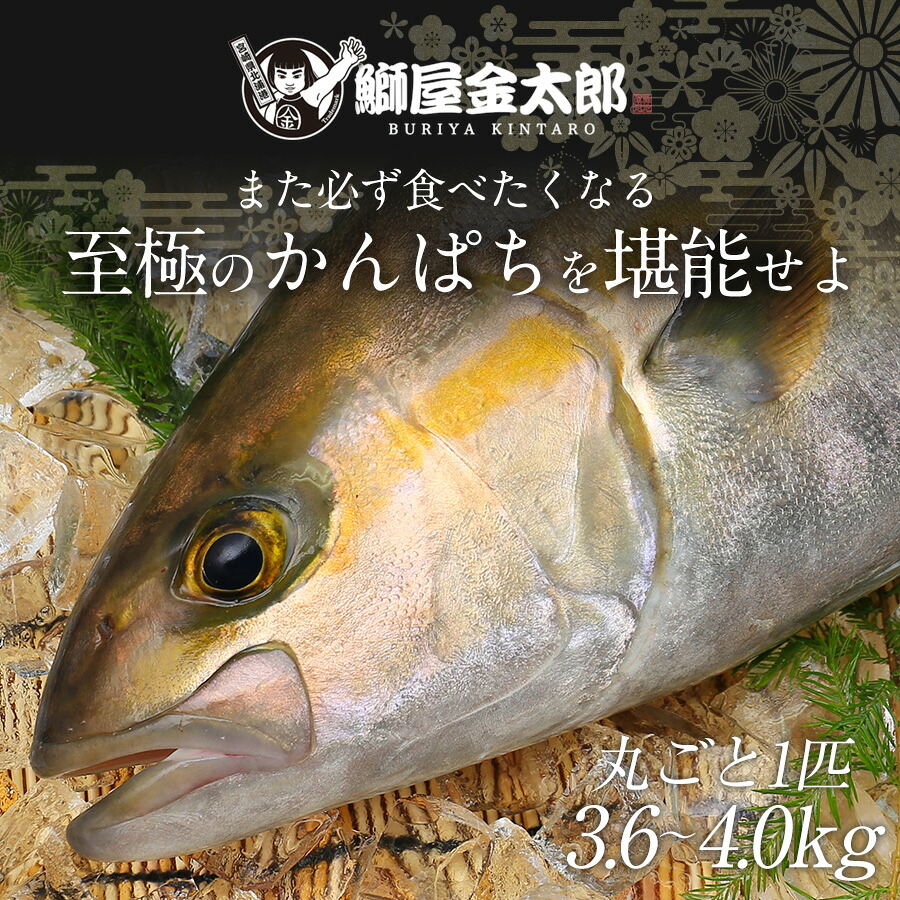 宮崎産 かんぱち 間八 敬老の日 かんぱち プレゼント 勘八 新海屋ブランド 宮崎ゴールドカンパチ 間八 敬老の日 刺身はもちろんのこと 塩焼き しゃぶしゃぶ ソテー 握り等数々の料理におすすめです 鰤屋金太郎 匠が育てた極上のカンパチ ギフト 丸ごと１尾 約