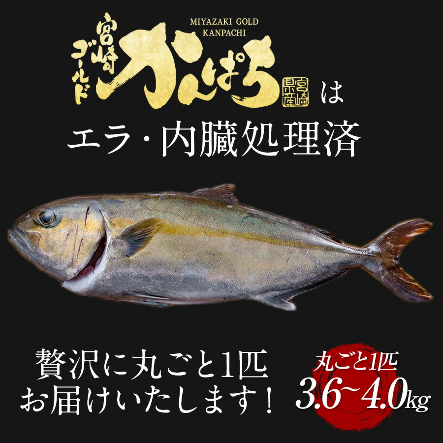 匠が育てた極上のカンパチ かんぱち 勘八 間八 丸ごと１尾 刺身はもちろんのこと 約3 6kg 4kgエラと内臓除去