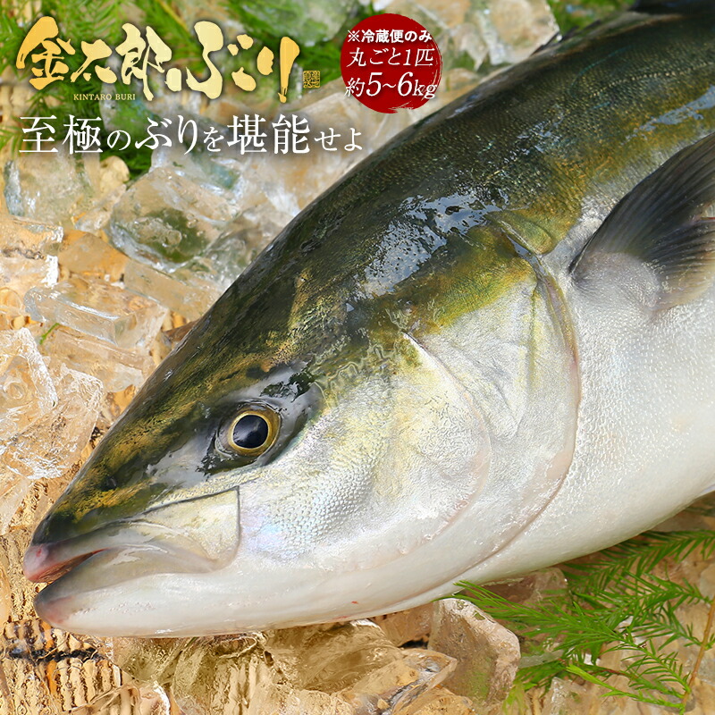 ぶり丸ごと 匠が育てた極上のぶり 鰤 丸ごと１尾 (約5kg～6kg ) 父の日 ブリ 鰤 刺身 お刺身 刺し身 さしみ 切り身 冷凍 解凍 お取り寄せ ギフト プレゼント 送料無料 お返し 贈答品 年配  ソテー 握り 豪華 簡単 料理 海鮮