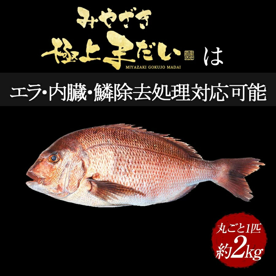 鯛丸ごと 匠が育てた極上の鯛 タイ たい 丸ごと1尾（約2kg