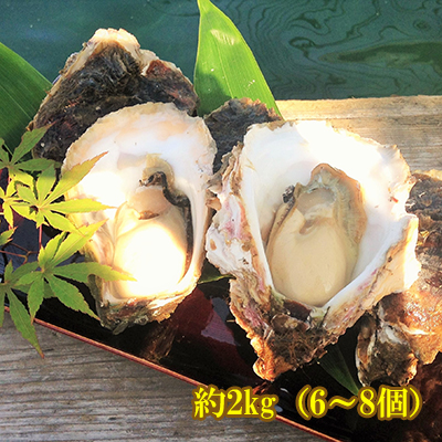 【検査済】能登産　岩牡蠣　約2 kg（6〜8個）（生食用）（専用ナイフ、片手用軍手付）